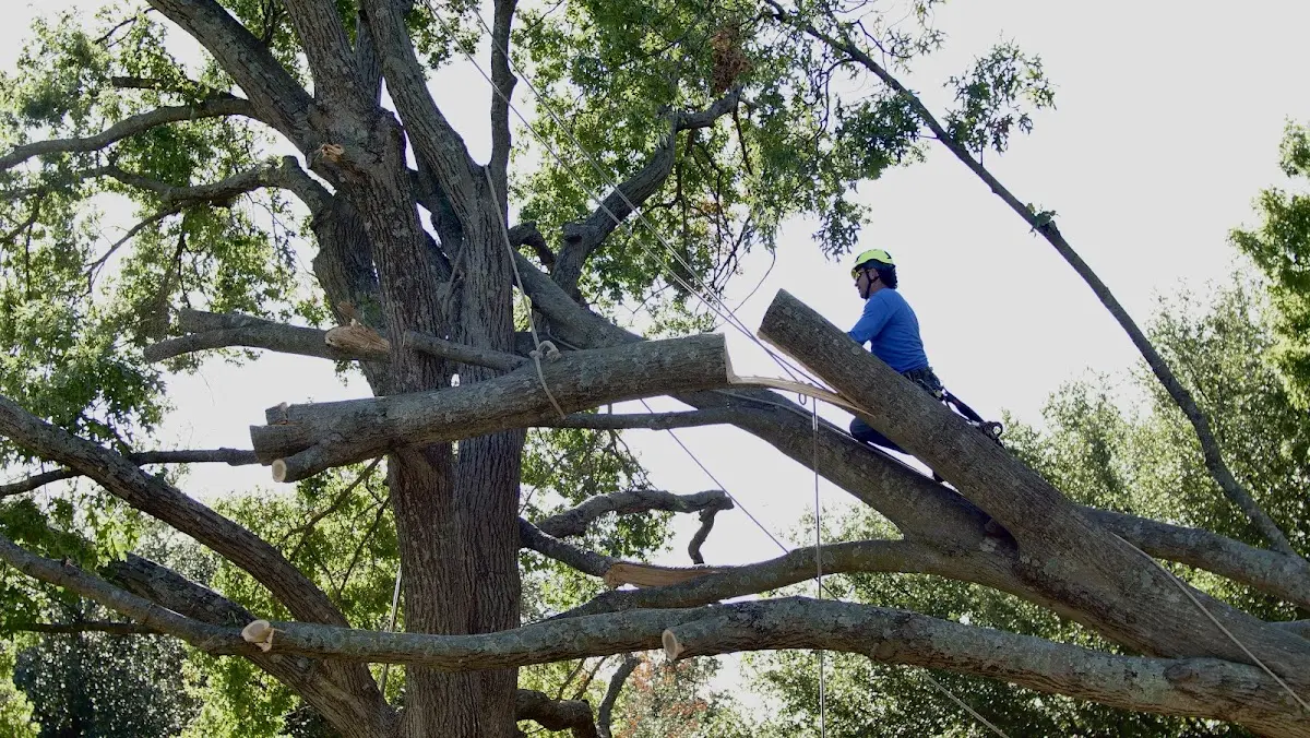 Professional Hazardous Tree Removal performed by certified arborists in Webster